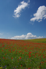A flowery meadow with red poppies and a myriad of colorful flowers