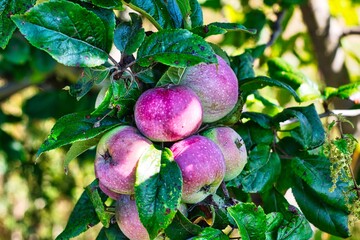 Green apples that grow