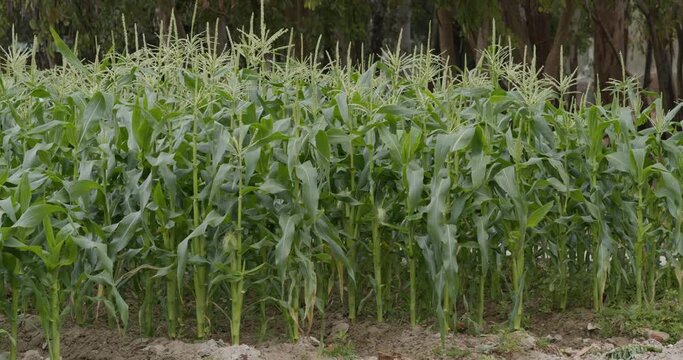 Corn maize agriculture nature field