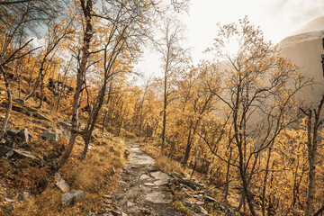 Hiking way in a forest with dwarf birches in Norway