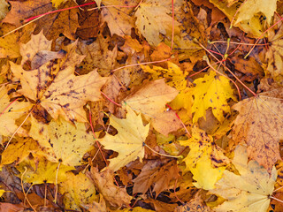 Abstraktes herbstliches Hintergrund Muster eines Waldbodens bedeckt mit gelben Ahornblättern