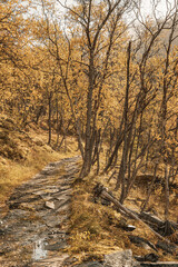 Hiking way in a forest with dwarf birches in Norway