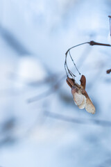 Dried light brown maple noses hanging from a branch against a background of snow. There is room for text. Concept, snowy winter.
