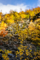 Macro photography of small birches in Norway