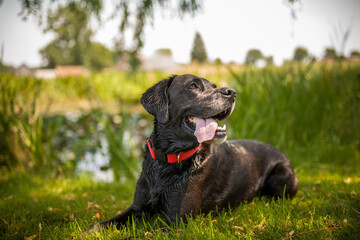 Portrait von einem alten Labrador Retriever. Senior Hund fröhlich draußen in der natur