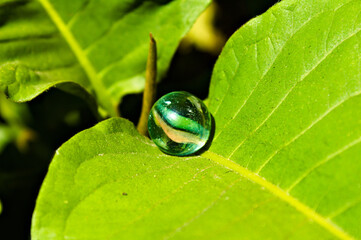 drop on leaf