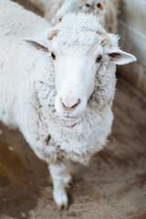 Una oveja muy observadora