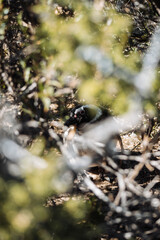 Los pingüinos del Pedral en plena temporada turística