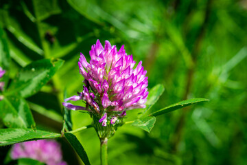 Dark pink flower. Red clover or Trifolium pratense inflorescence, close up. Purple meadow trefoil blossom with alternate, three leaflet leaves. Wild clover, flowering plant in the bean family Fabaceae