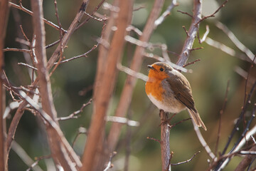 Cute robin perched on a tree branch in a park in Madrid