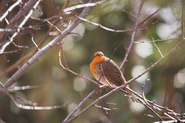 Cute robin perched on a tree branch in a park in Madrid