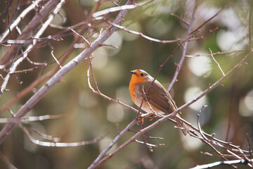Cute robin perched on a tree branch in a park in Madrid