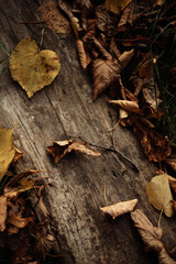 autumn leaves on wood