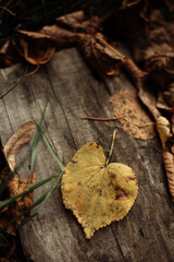 autumn leaves
