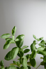 Limettenbaum in Wohnung