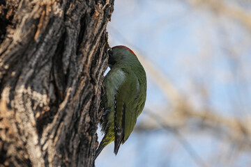 European green woodpecker searching for food perched on a tree trunk