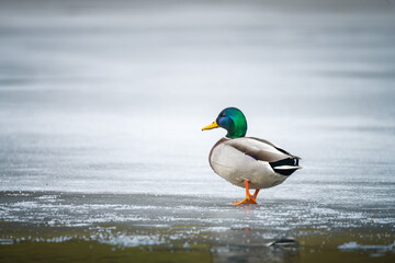 duck on the frozen pond