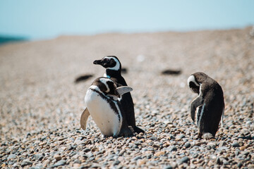 Los pingüinos del Pedral en plena temporada turística © Pau Paturzo