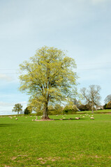 Sheep grazing in a springtime field.