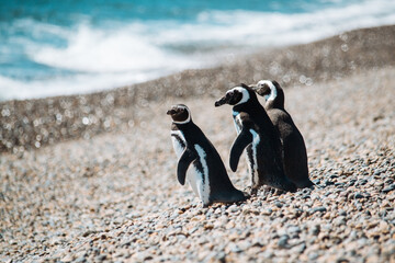 Los pingüinos del Pedral en plena temporada turística © Pau Paturzo