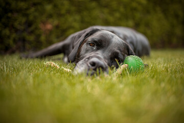 Portrait von einem Labrador Retriever. Hund fröhlich draußen in der natur