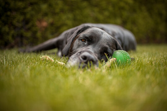 Portrait von einem Labrador Retriever. Hund fröhlich draußen in der natur
