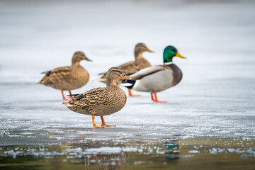 ducks on the frozen pond