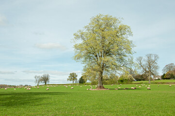 Sheep on in a springtime meadow.