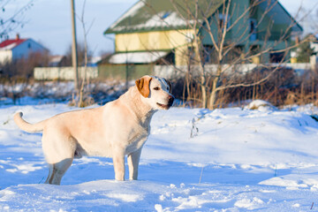 labrador retriever dog