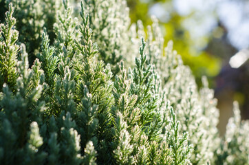 green grass background