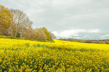 Obraz premium Field of yellow canola flowers
