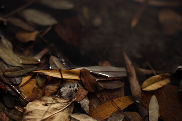 autumn leaves on the ground