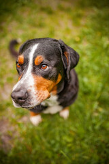 Portrait of an Greater Swiss Mountain dog.
Old dog on a walk. Big mountaindog in the nature