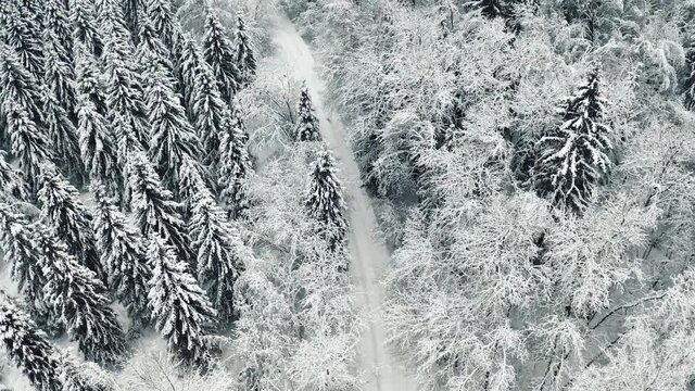 Aerial view of frozen forest with snow covered trees and white road. Flight above winter woods, top view.