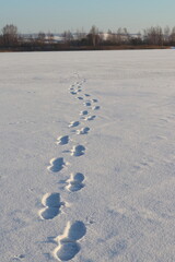 Bird silhouettes in the snow