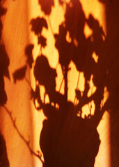shadow on a wooden surface from a houseplant in a pot