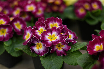 Primula Primrose/Vulgaris Multicolored flowers. Primula obconica with white yellow center, beautiful houseplant or cool greenhouse plant blooming, top view, closeup with selective focus