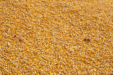 Yellow corn seed background. Close up of food grains.