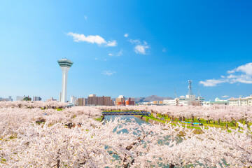 【函館】五稜郭公園 満開の桜
