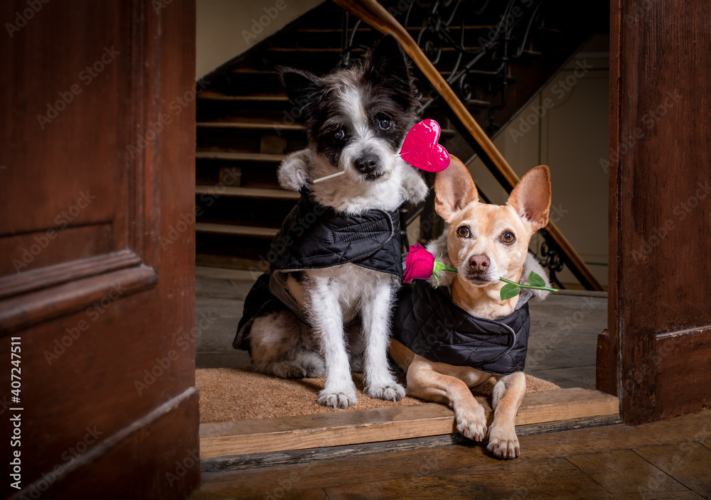 Wall mural valentines wedding dog in love