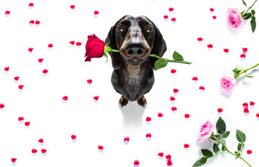 dog valentines love heart