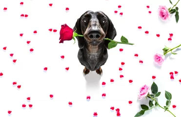 Badkamer foto achterwand Grappige hond dog valentines love heart