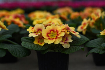Primula Primrose/Vulgaris Multicolored flowers. Yellow primula obconica, beautiful houseplant or cool greenhouse plant blooming, top view, closeup with selective focus