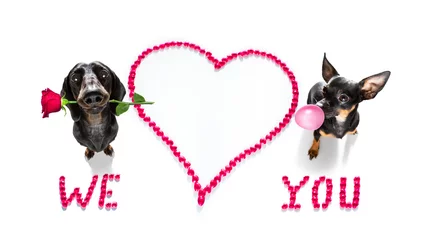 Zelfklevend behang Grappige hond hond valentijnsliefde hart