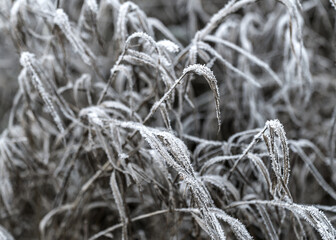 Frost