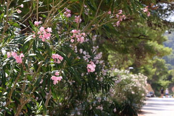 Pink oleander flowers on the promenade. Selective focus.
