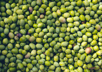 Harvesting olives in Sicily village, Italy