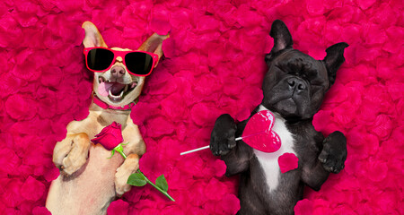 valentines mariage couple de chiens amoureux