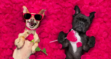 Zelfklevend behang Grappige hond Valentijnsdag bruidspaar verliefde honden