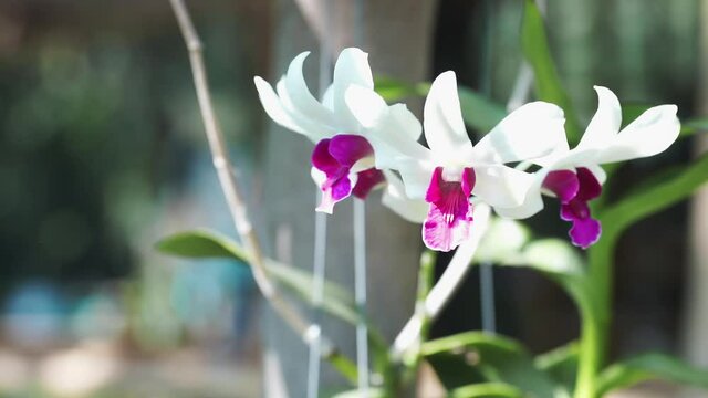 Beautiful floral motion background White Purple Orchid flowers blooming in garden. Close Up Footage of Beautiful Blooming White Orchid Phalaenopsis Flower. Tropical floral nature background.